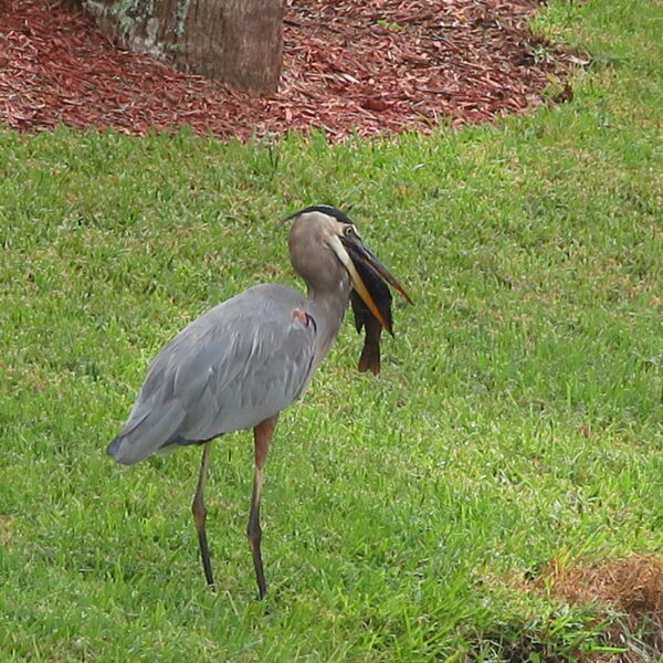 Blue Heron Lunch