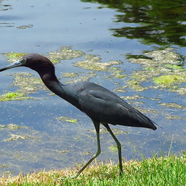 Little Blue Heron